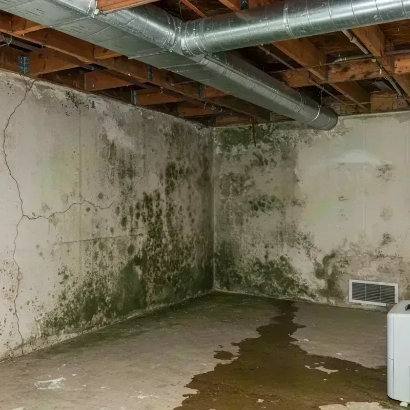 Professional Mold Removal in Burlington, CO